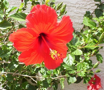 Red Tropical Hibiscus Flower