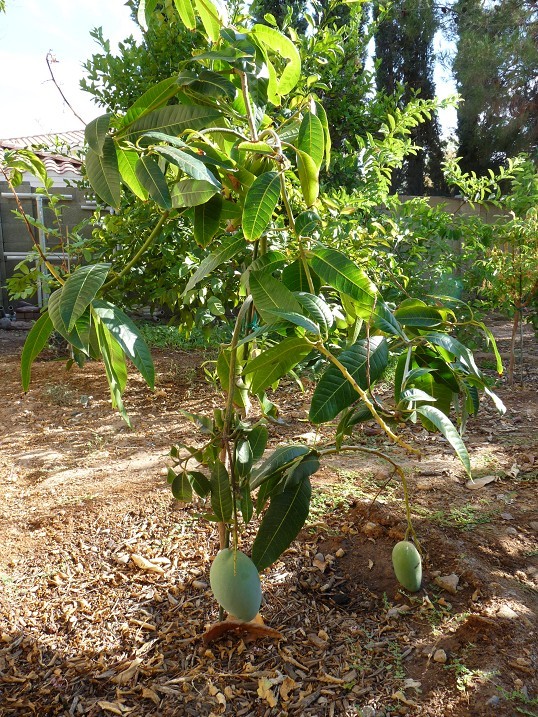 Keitt Mango Tree