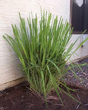 Lemon Grass