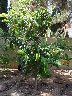 Loquat Tree - Big Jim