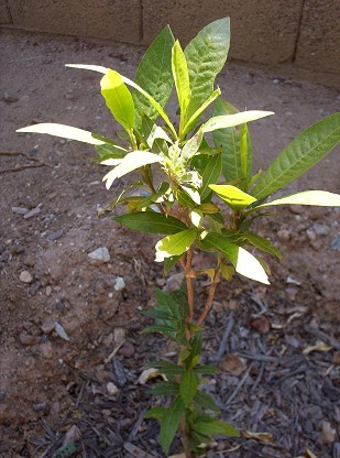 Lucuma tree