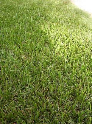 Nut Grass Lawn