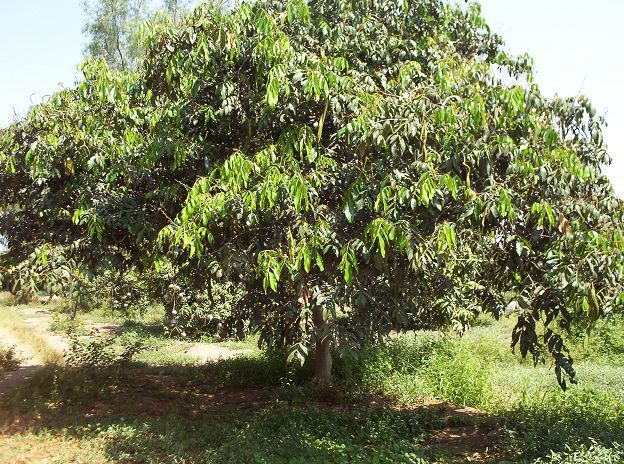 Pacay Tree (Inga Feuillei) at the Sechin Museum, in Casma, Peru