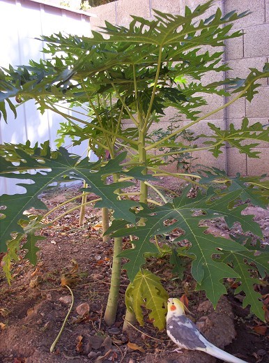 Påstået fingeraftryk Massakre Growing Papayas