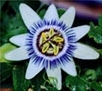Blue Crown Passion Flower