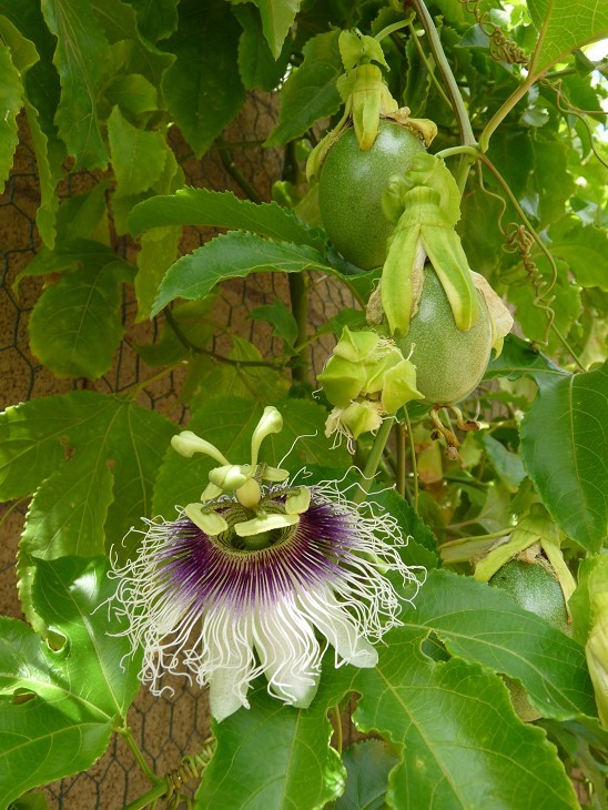 Frederick Purple Passion Fruit Flower