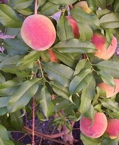 Earli Grande Peach Fruit