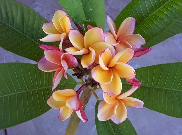 Penang Peach Plumeria Flower