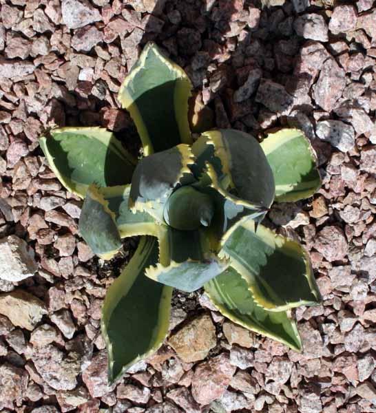 Agave leaves closing up