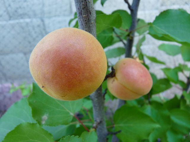 Growing apricots in phoenix arizona