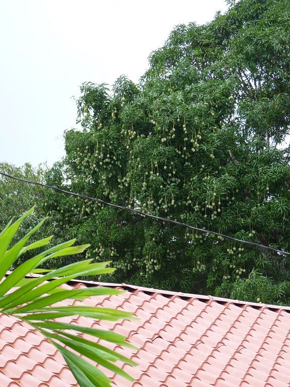 Costa Rican Mango Tree