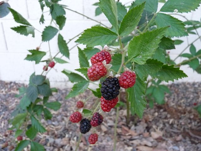 Growing Blackberries in Phoenix Arizona