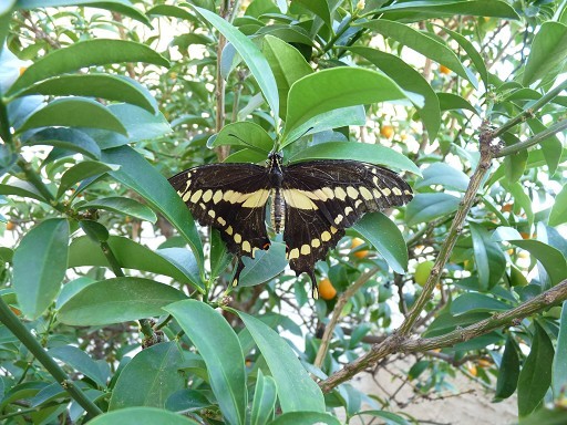 Swallowtail butterfly arizona