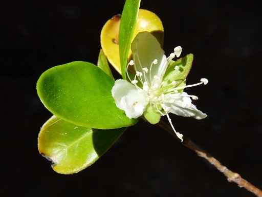 Cherry Of The Rio Grande Flowering