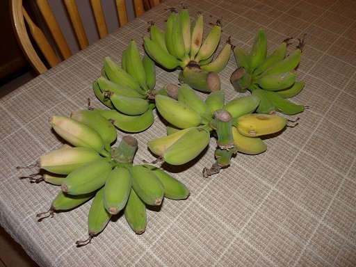 Rajapuri Banana
