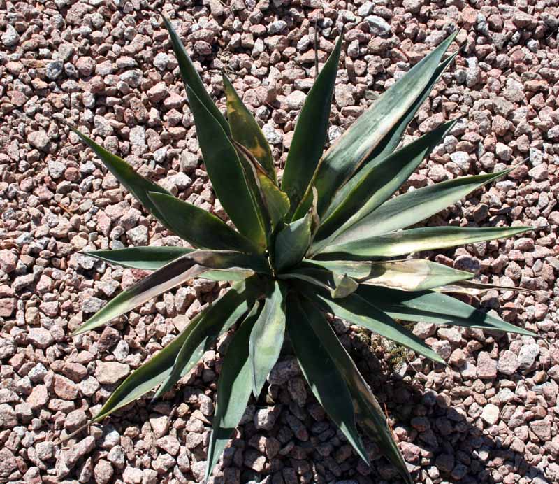Agave sisalana damage speaks for itself. It's a wicked fast grower and should recover nicely before too long, assuming it's still alive.