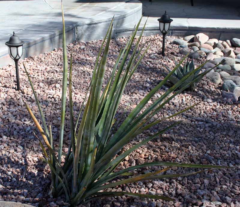 Agave angustifolia is my biggest problem. It's still going downhill, so I'm not yet sure of the extent of the damage. It's a fairly large plant and a slow grower.