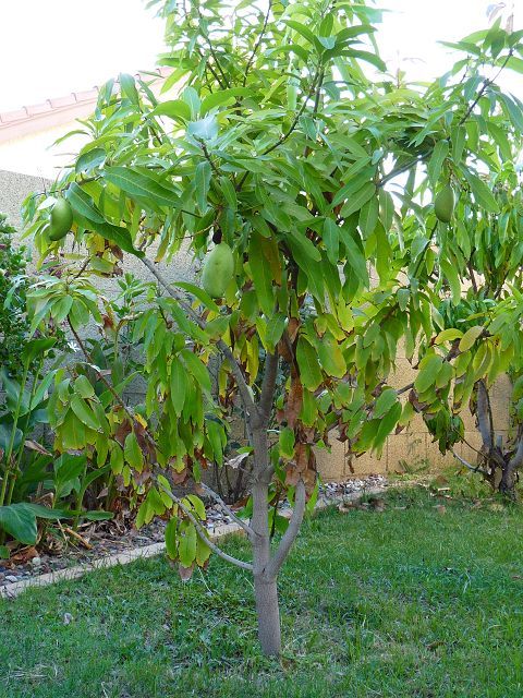 Manila Mango Tree with Mangoes