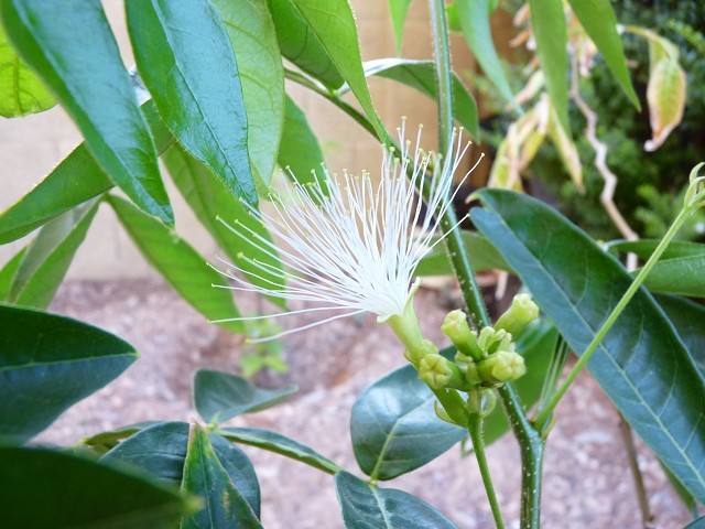 Pacay Tree Flower