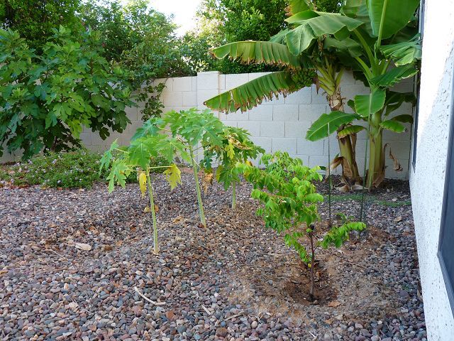 Papayas Still Growing, Middle Of August