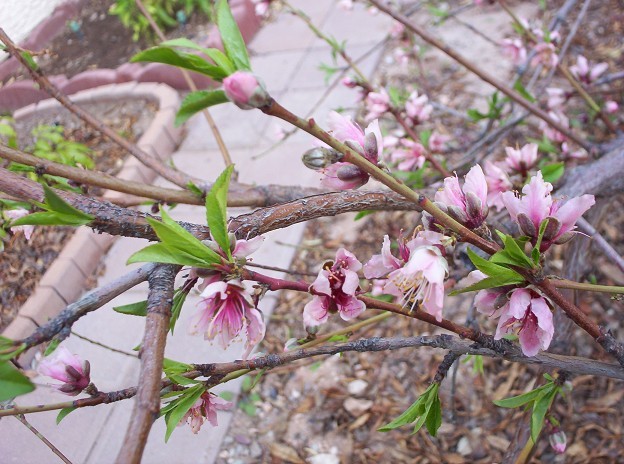 February 2009, Peach Blossoms
