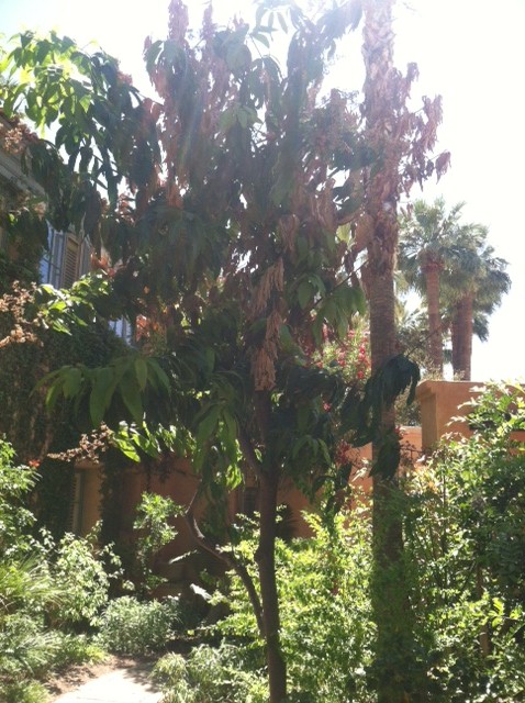 Royal Palms Mango
