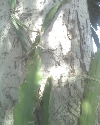 Dragon Fruit Pitaya