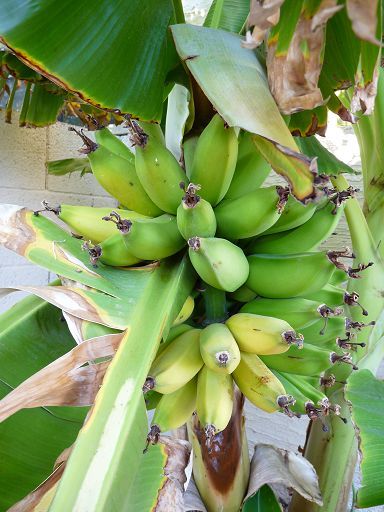 Rajapuri Bananas Ripe