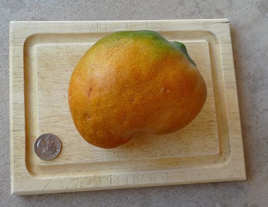 Seedling mango whole