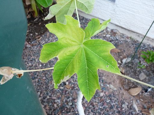 Tainung papaya leaf