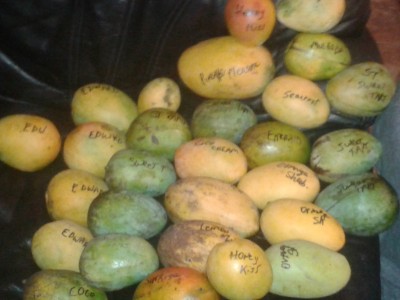 Mango Bounty from Florida