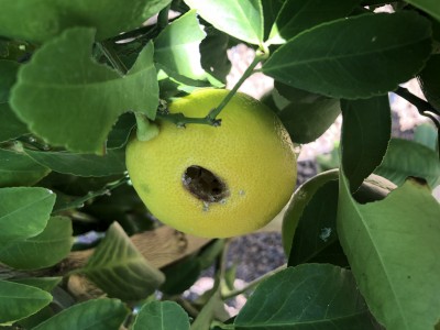 Holes in Meyer Lemons