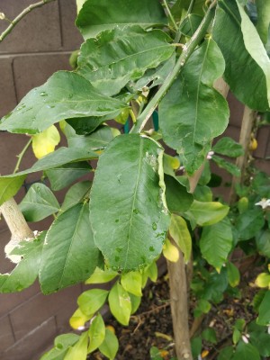 Curling and Yellowing leaf in Lemon tree.