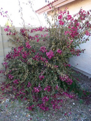 Bougainville After Freeze, Hardiness