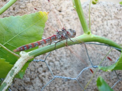 Red Dragonfly on my passion fruit vine
