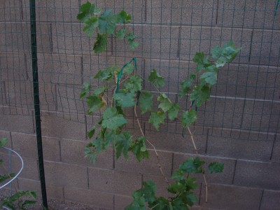 Transplanted grape vine