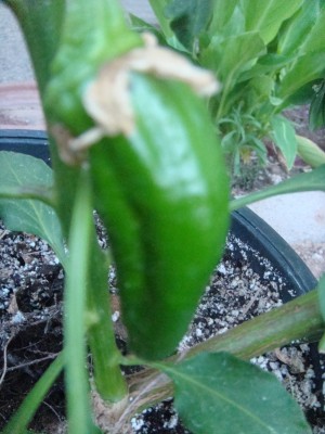 A anaheim pepper