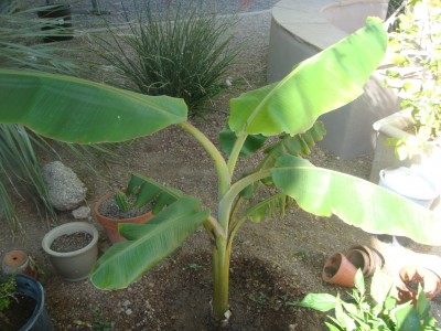 My poor bana tree that died last summer