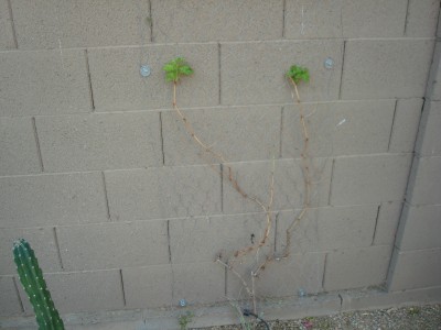 grape vine after being attacked by white flies