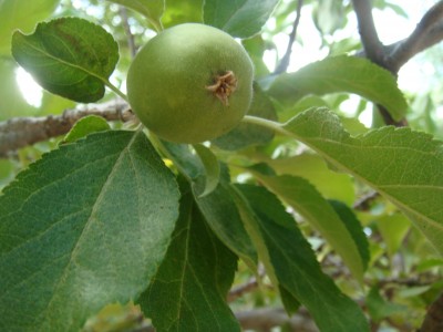 my granfathers apple tree