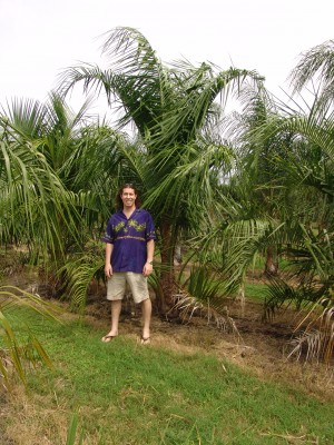 butyagrus mule palm