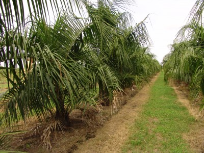 Some Mule palms in Florida
