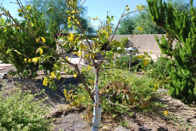 Lemon Tree - Picture 3