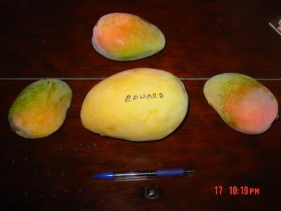 Mangoes and Lychees