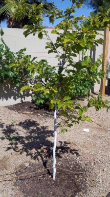 grow persimmon tree in Phoenix