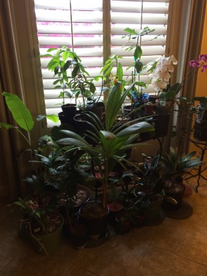 Indoor Garden, all plants in gritty mix except orchids.  I used the orchids to add some color.
