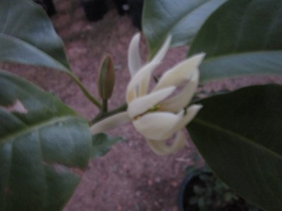 Champak flower  Joy perfume tree