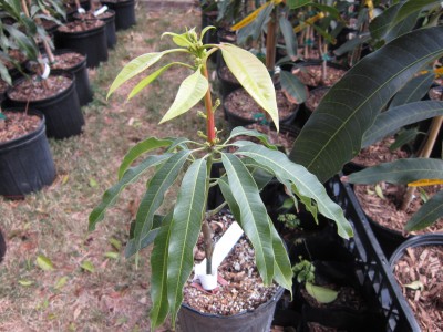6 month old Alphonso mango trees with flowers