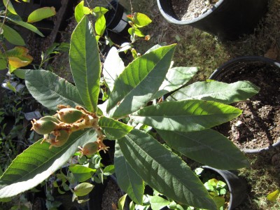 12 inch Loquat tree with fruit