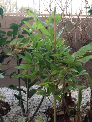 One of two Cinnamon trees.  This is the Cassia.